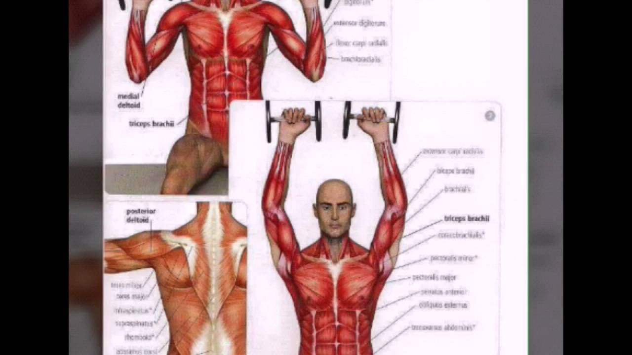Plan para definir musculos