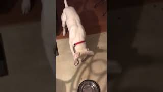 My Dog Gregory’s Biggest Gravy Tantrum Ever!