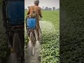 #viralshortsvideo #trendingshorts