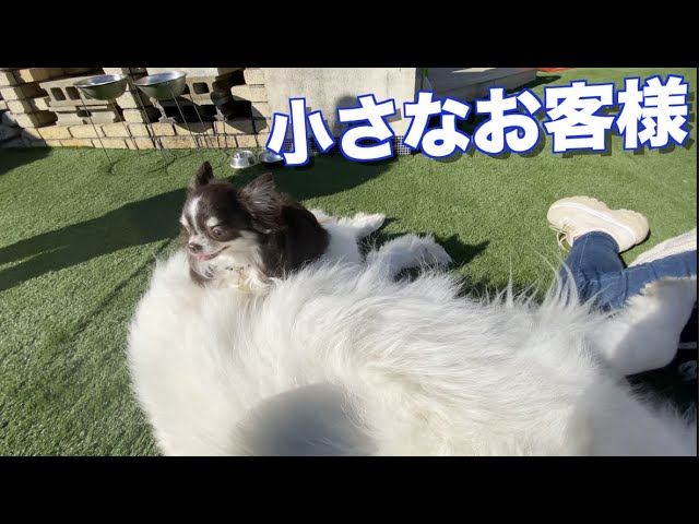 小さなお客様　チワワと　大きなグレートピレニーズ