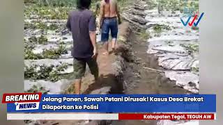 Jelang Panen Sawah Petani Dirusak Kasus Desa Brekat Dilaporkan Ke Polisi