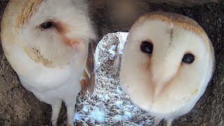 Rescued Barn Owl Returns Home & Pairs Up With Gylfie  | Gylfie & Dryer | Robert E Fuller