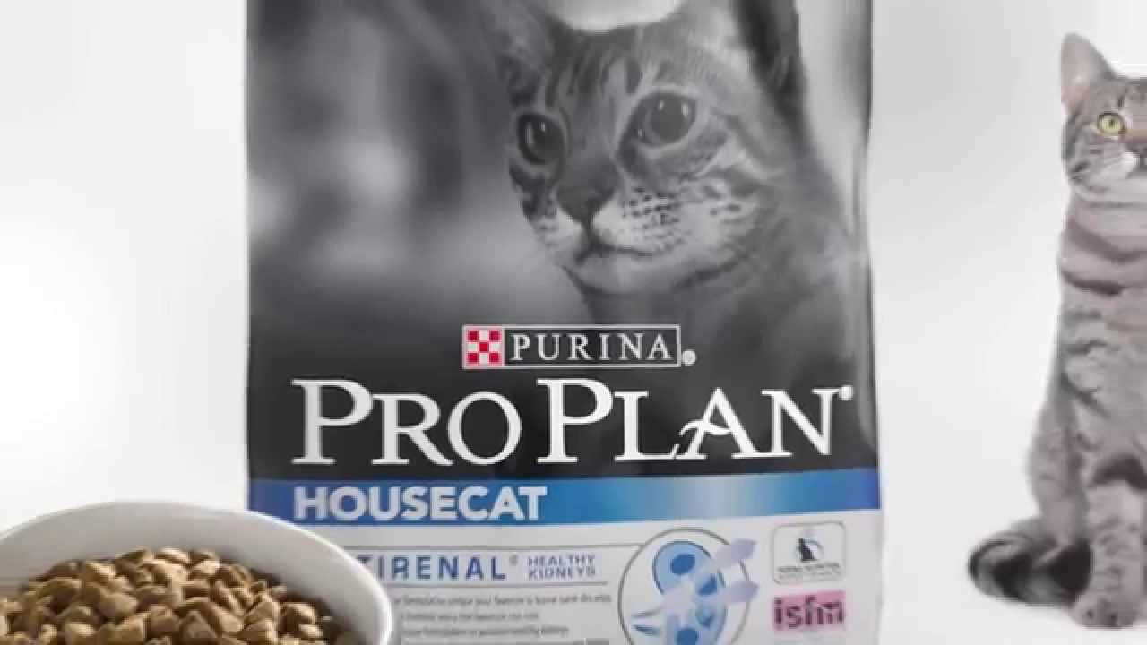 purina pro plan house cat