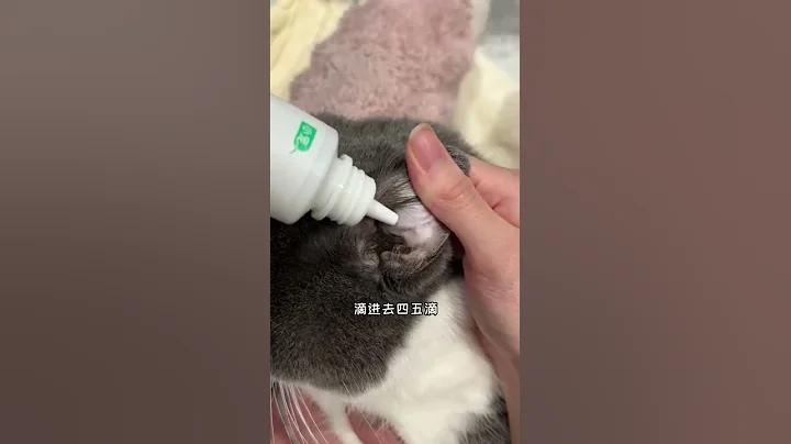 【電電的日常】一定要定期給貓咪清潔耳朵，可不能偷懶！特別是淚痕明顯、經常甩頭撓耳朵的小貓咪 - 天天要聞