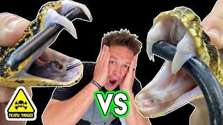 Snake Venom VS Flesh! This Stinks….