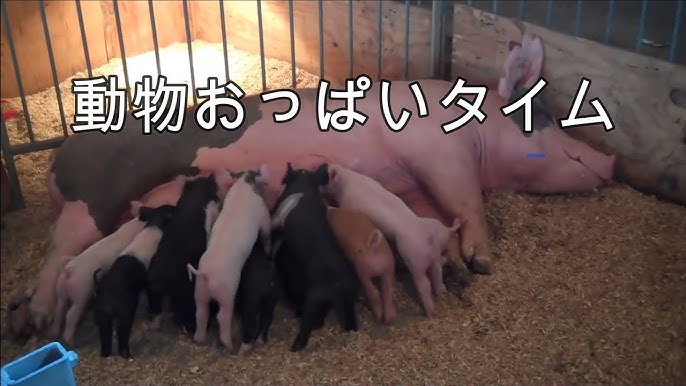 動物おっぱいタイム Youtube 動物おっぱいタイム Youtube