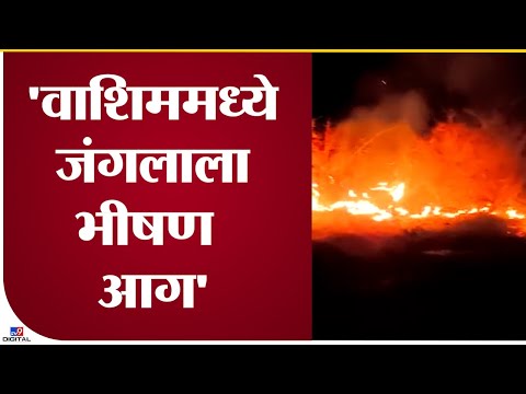 Washim Fire |  जंगलाला मध्यरात्रीच्या दरम्यान लागली आग, नियंत्रण मिळवल्यानं मोठी हानी टळली - tv9