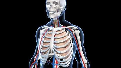 EVS  - 3D animation - कंकाल-तन्त्र - संक्षेप में  Human Skeletal System Overview  (Junior) - Hindi
