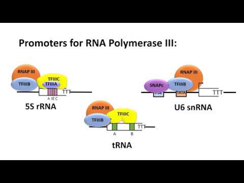 Video: Retrotransposon Målretting Mot RNA-polymerase III-transkriberte Gener