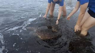 Maalum release / Απελευθέρωση Μάλουμ 23-11-2021 by ARCHELON Τhe Sea Turtle Protection Society 96 views 2 years ago 1 minute, 32 seconds