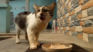 Cat meows before eating | Cats come and go by Cats Feed Journey 298 views 2 weeks ago 3 minutes, 42 seconds