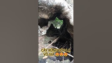 CÂY RỪNG ĐỘC LẠ VÔ GIÁ TRONG RỪNG SÂU.