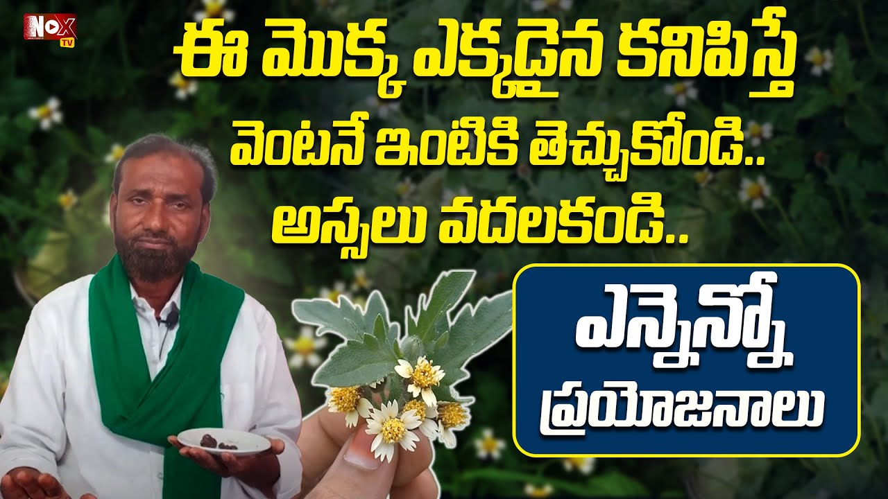 గడ్డిచామంతి ఆయుర్వేదంలో మొనగాడు మొక్క..! | Gaddi Chamanthi Health Benefits in Ayurveda @MagnaHealth