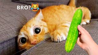 You Laugh You Lose 😹 Funniest Cats and Dogs 2026 🤣 lk funny