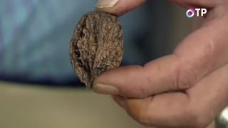 Выращиваем маньчжурский орех