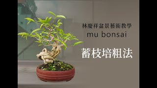 概念篇∣盛夏∣蓄枝培粗法 ◤林慶祥盆景藝術教學◢ Bonsai in Taiwan