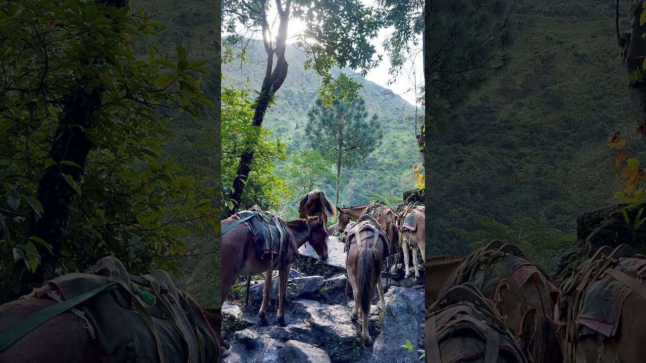 🐴 Himalayan Journey | The Road Less Traveled 🏔️