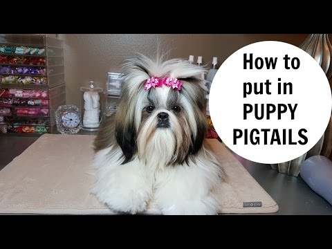shih tzu grooming pillow grooming pillow funnydog tv shih tzu grooming pillow grooming pillow funnydog tv