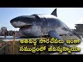 BIGGEST SHARKS IN THE WORLD || T Talks