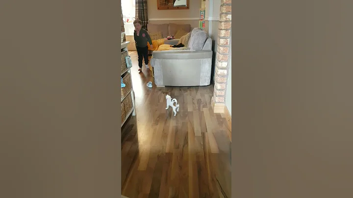 jack russell pup chases little girl.