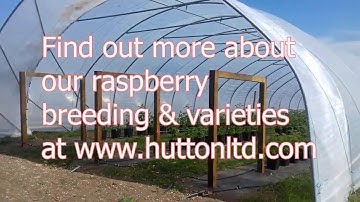James Hutton Limited, The Raspberry Diaries, Demonstration Tunnel