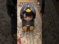 いらないドッキリされちゃうググガガペンギン