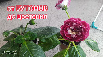 СКОЛЬКО ВРЕМЕНИ ДЕРЖИТСЯ БУТОН ГЛОКСИНИИ.ВИДИО ПО ДНЯМ.