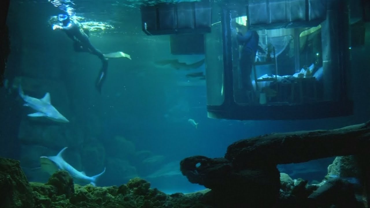 Airbnb Competition To Sleep Inside A Fish Tank With 35 Sharks