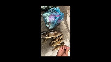 CÂU CÁ MÚ TẠI BIỂN NOVA PHAN THIẾT