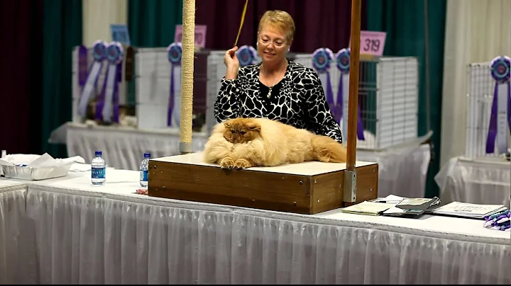 Suavere's Flame D'Amour at the CFA 2009 Internatio...