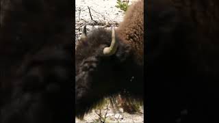BISON Is Very MAD At Us | Yellowstone National Park #shorts #bison #buffalo #yellowstone #dangerous