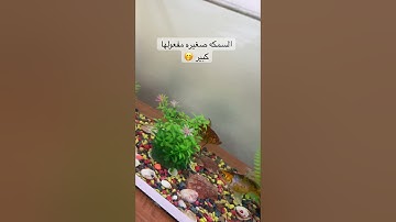 #تلاوة_خاشعة #تلاوة_هادئة #إسلام_صبحي #خواتيم_سورة_المؤمنون #سورة_المؤمنون #قرآن_كريم #اكسبلور