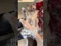 怒られすぎて固まってしまってる猫…?#cat #サイベリアン #ネヴァマスカレード #猫 #shorts