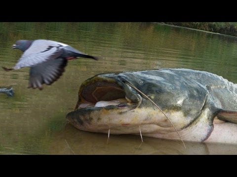 KILLER CATFISH HUNT PIGEONS ON LAND