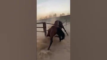 قتال شرس بين حصانين السعودية Horse خيل 