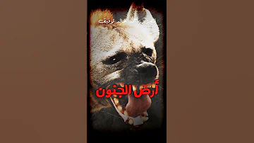 أرض الجنون 
