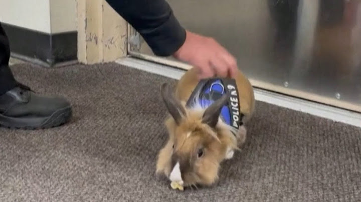 Why This California Police Dept. Hired a Bunny ‘Officer’