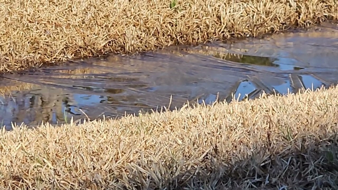 Icy Puddle Melts into Spring 🌱 1 Hour Looped Relaxing Calm VIdeo Nature Ambiance