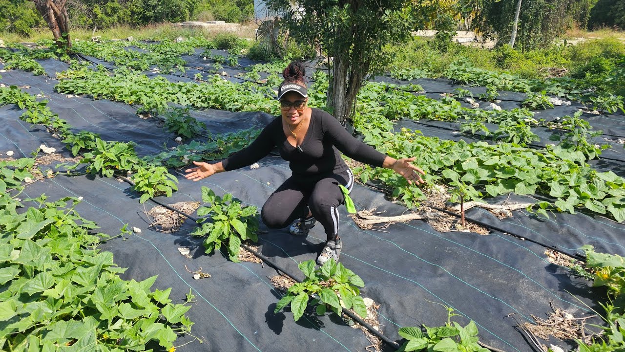 Попробуйте ямайское национальное блюдо впервые! 🍲🥘🍜