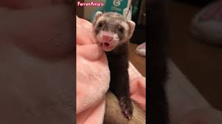 ferret ASMR Achilles tendon eat ferret videos #shorts