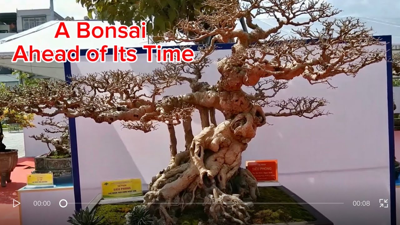 A Vietnamese Bonsai Ahead of Its Time - Sieu Phong