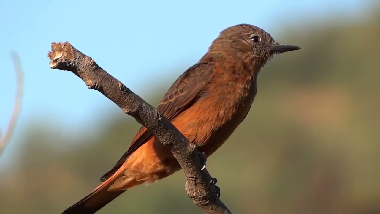 Exquisite Brazilian Birds: Captivating Wildlife in the Amazon 