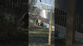 王者归来 熊猫 ｜ Panda King #cute #panda #熊猫