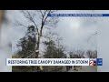 Restoring the tree canopy damaged during January's ice storm