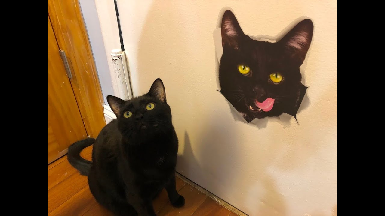 Derp Cats - Derp Cat - Sticker