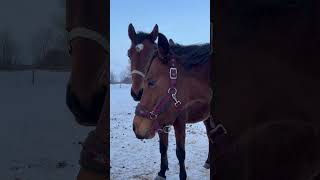 Ровена и Пифагор #horse #nature #village #деревня #лошади #зима