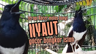 SUARA BURUNG Kacer gacor untuk merangsang agar cepat NYAUT dan GACOR