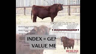 What Is An Index? Redline Cattle Index Education Series