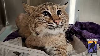 Bobcat recovering after being rescued from vehicle grille in Adams County