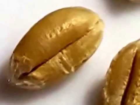 La Farina Raffinazione E Forza Il Chicco Di Grano Per Un Uso Consapevole